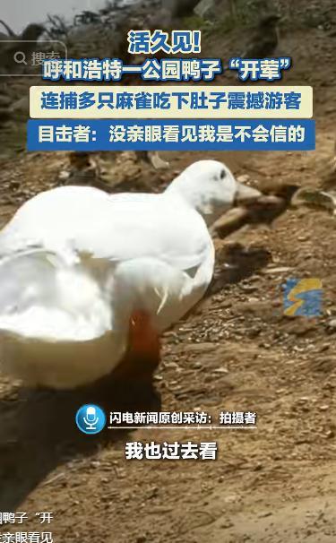 “解释不清了！”内蒙古呼和浩特，男子在公园发现一群麻雀，正准备拿手机拍，不料，一