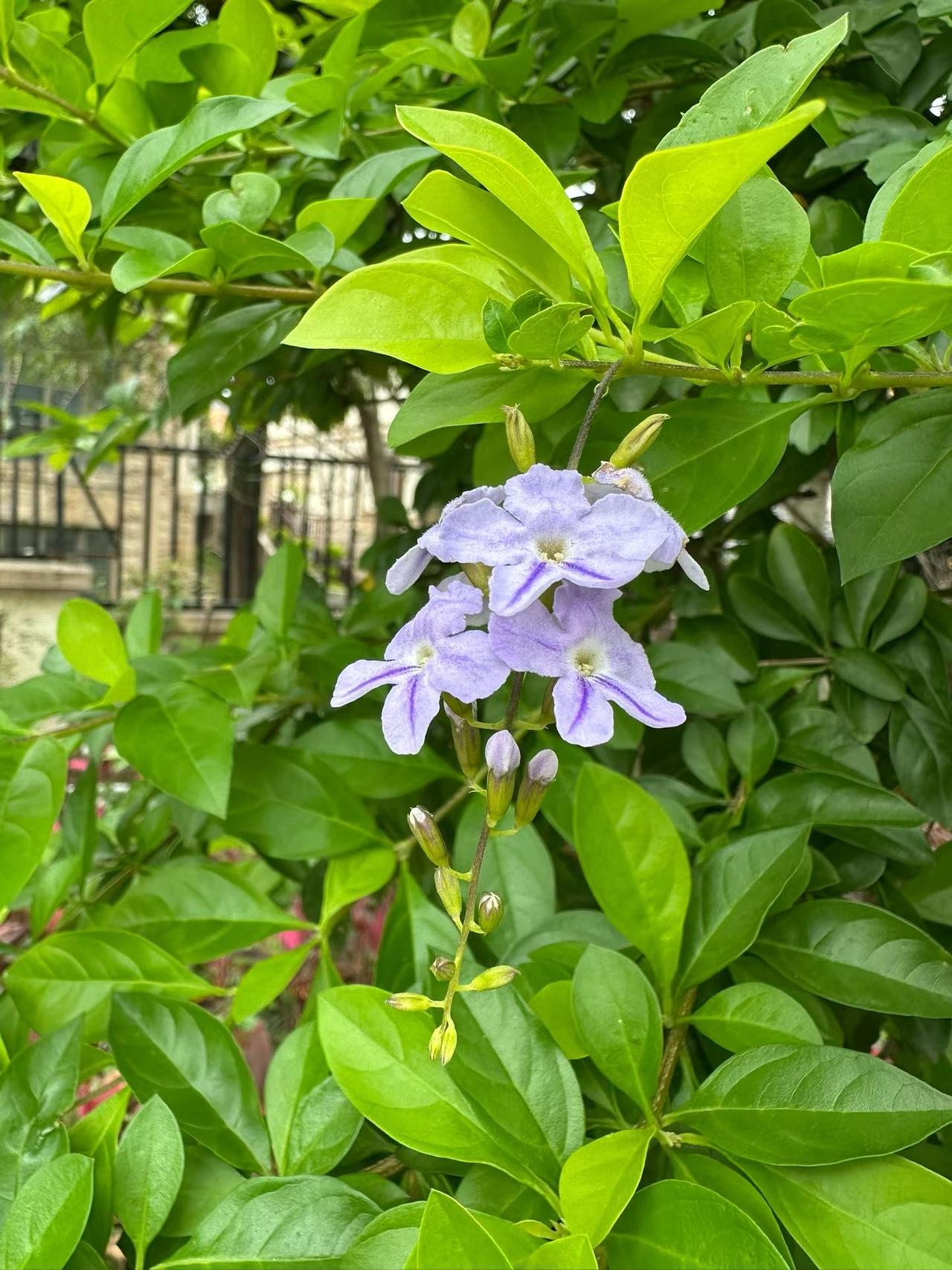 立夏，镜头里最美的花