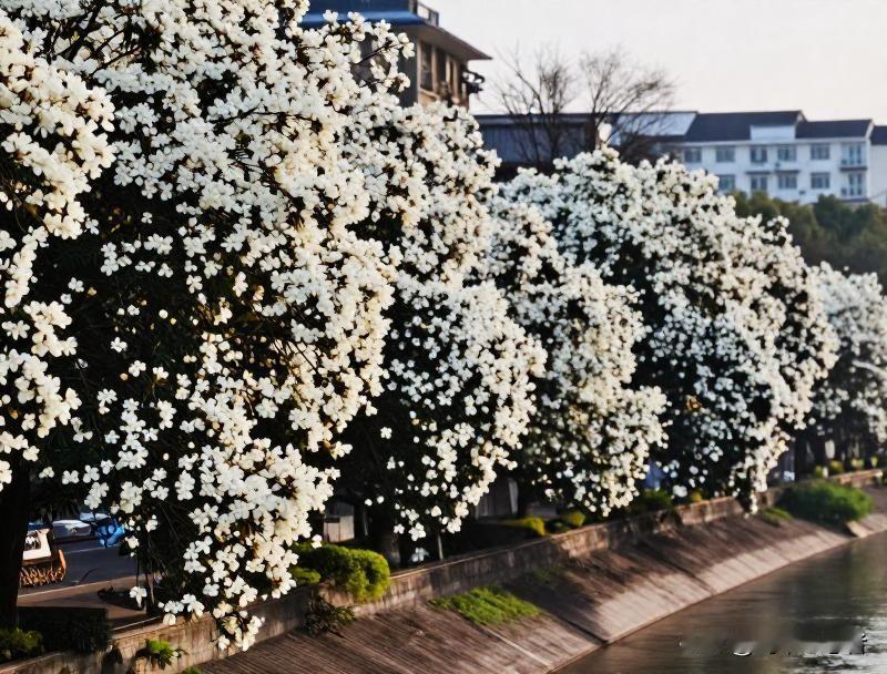 宜宾精准定位花卉特色，大力种植黄桷兰，仅南溪区便种下数万棵，如今已成林。半年花期