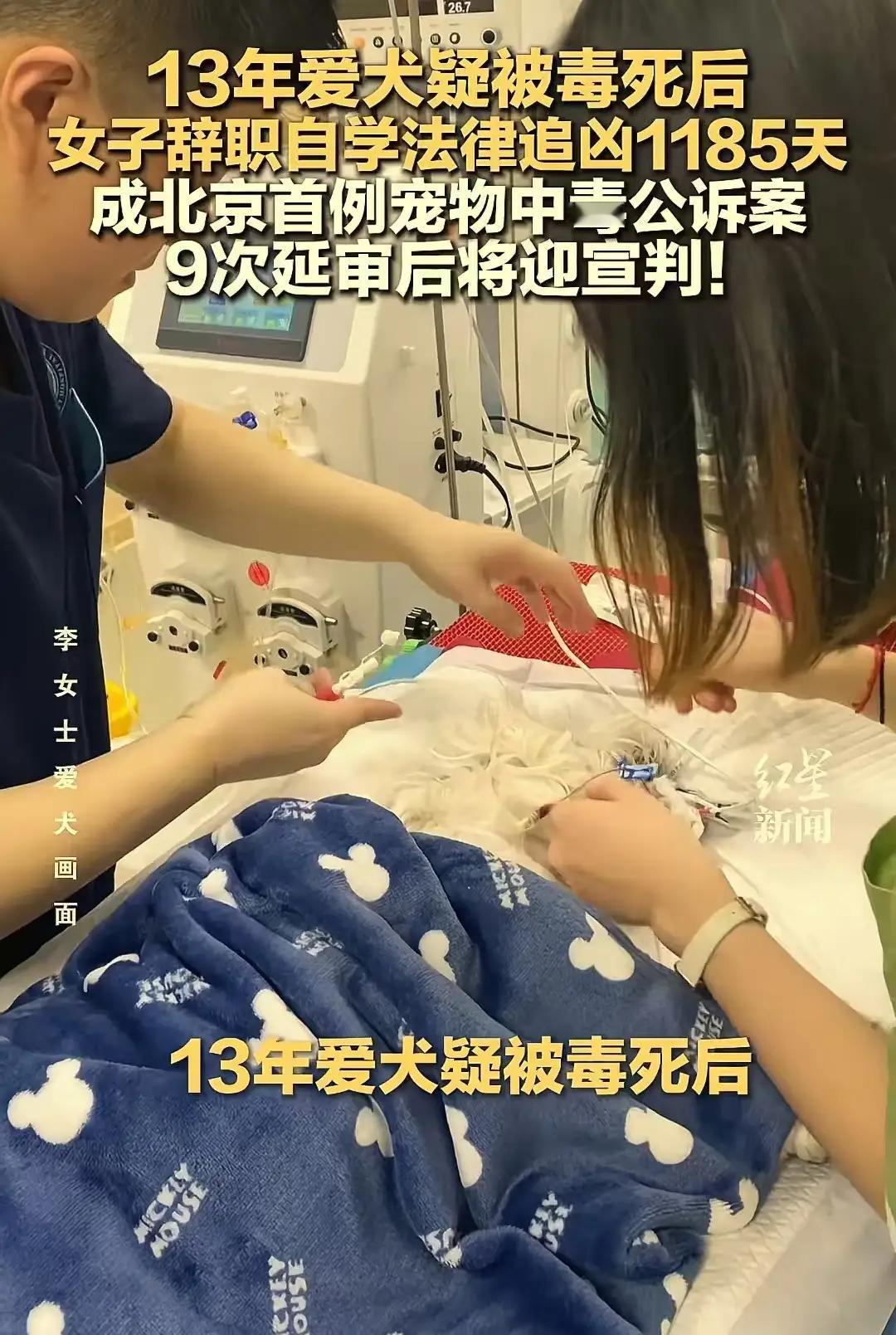 养了13年的爱犬被毒死后，女子辞职自学法律追凶1185天，成北京首例宠物中毒公诉
