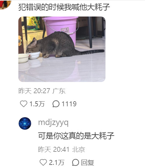大家骂猫的词语很贫瘠!​​​
