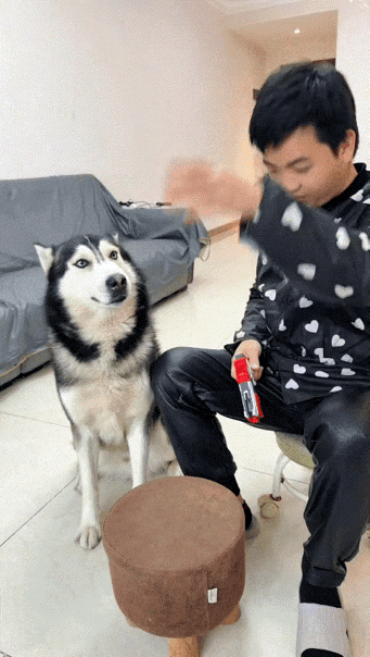 汪星人：怎么滴，我是捡来的吗？