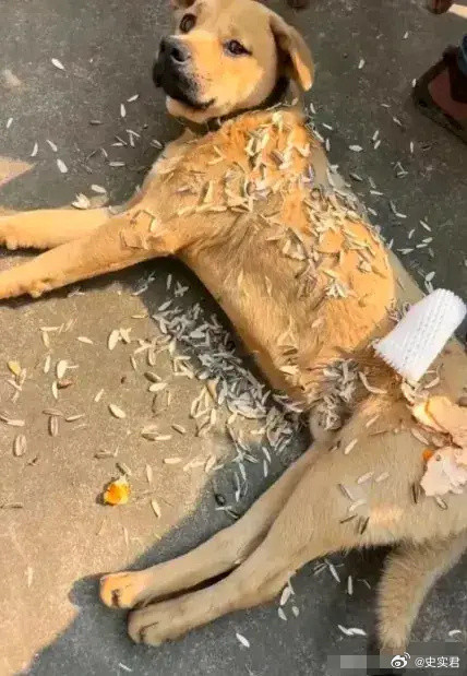 假如狗狗会说话，它会说什么呢？