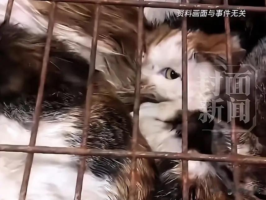 北京，一大妈收养了12只流浪猫，却不好好养，她长期把猫圈养在狭小的笼子中，并在零