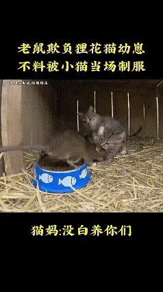 万万没有想到，一只肥硕的大老鼠敢抢两只狸花猫幼崽的猫粮吃，更让人万万没有想到的是