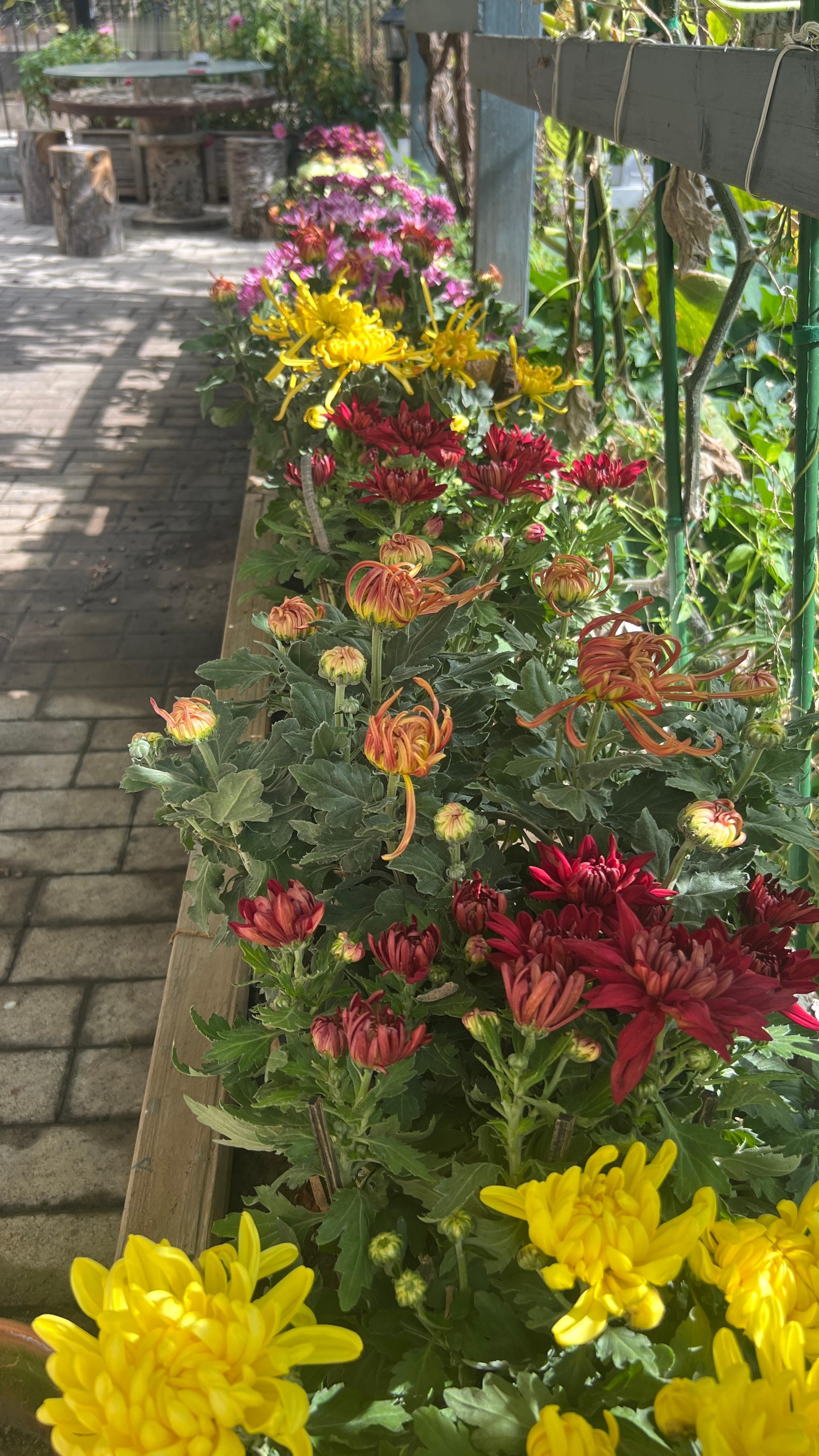 庭院之花，繁花似锦。[大笑]​​​