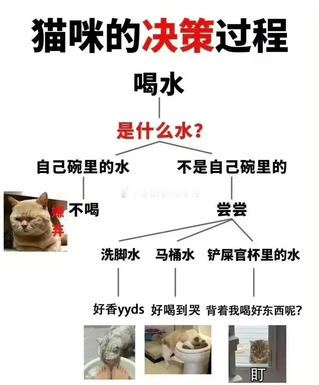 猫猫梗～🐱🐱