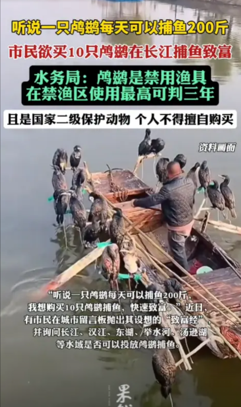 “有点脑子都用在歪路了！”湖北武汉，一市民得知一只鸬鹚每日能捕鱼200斤后，便打