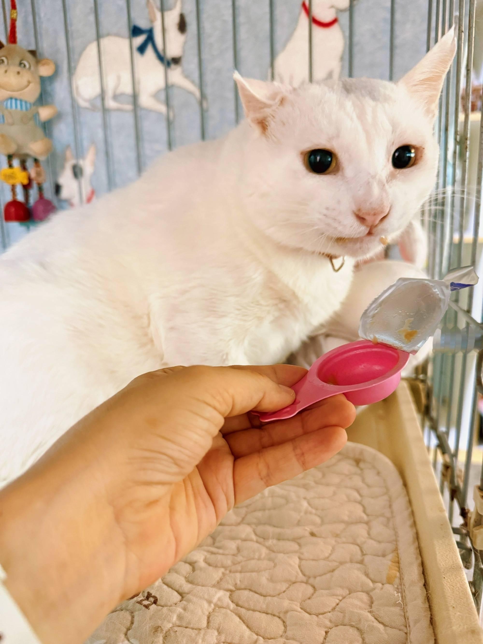 大哥：听说我今天多了个仔？？这合适吗？猫