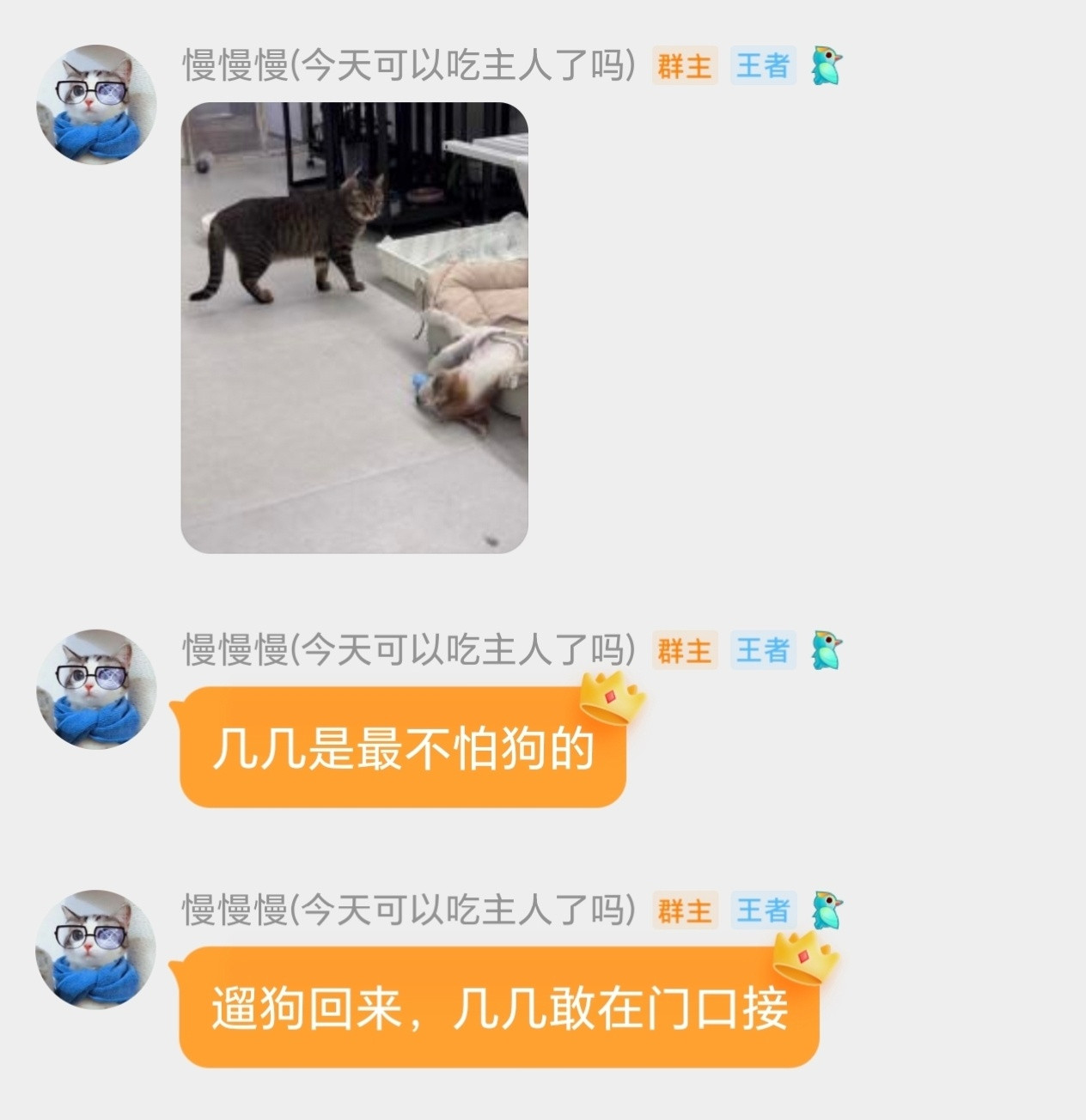 小猫国唯一的姐不要小看能赶走不锈钢狗的几几啊