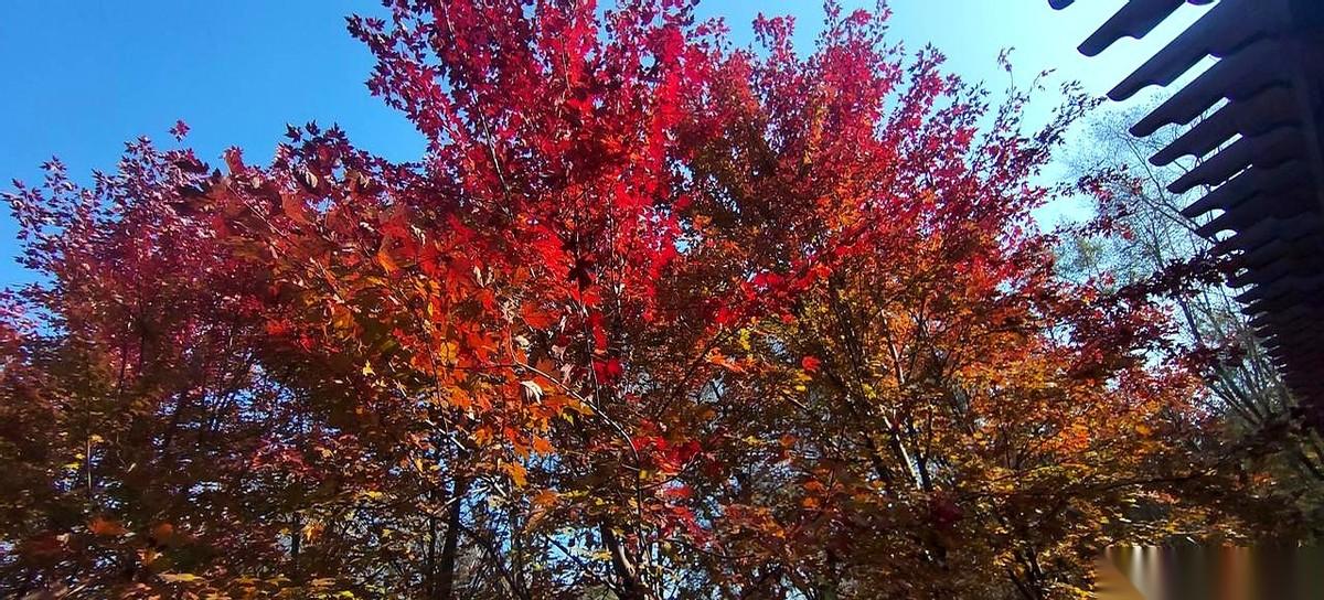 我跟我老婆说：我现在就花咱俩共同财产吃早餐，看看最后谁损失大！她回：你要是吃个