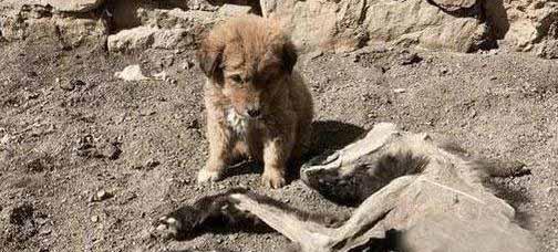 一条流浪的小中华田园犬，守护在死去的妈妈身边知道妈妈都风干了，依旧寸步不离。小黄