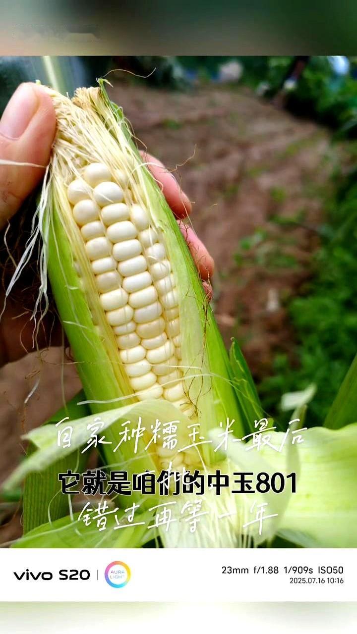 自家种糯玉米最后一批。这玉米长得真不赖，颗颗都像大高粱。这个品种叫啥名？