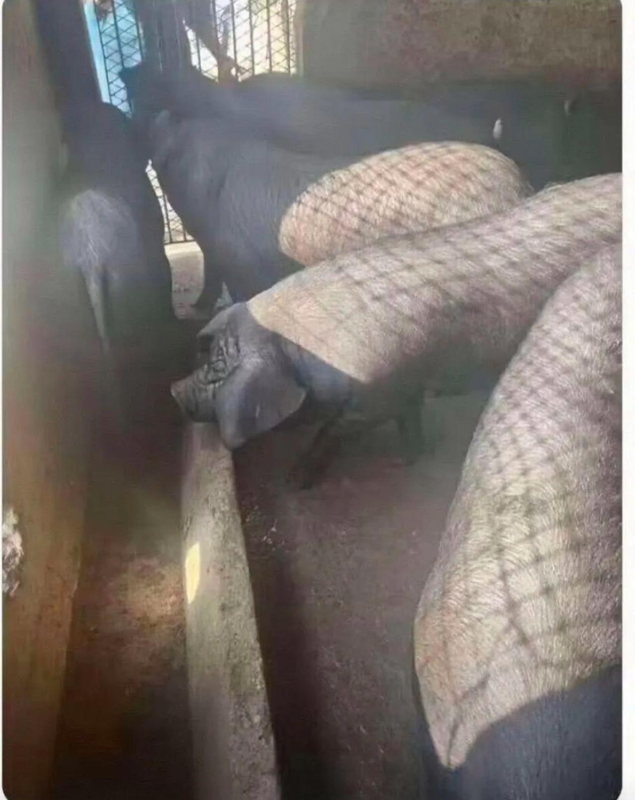 第一眼差点以为黑丝大网格，定睛一看才恍然大悟，合着是黑猪被晒出了明暗分界线！