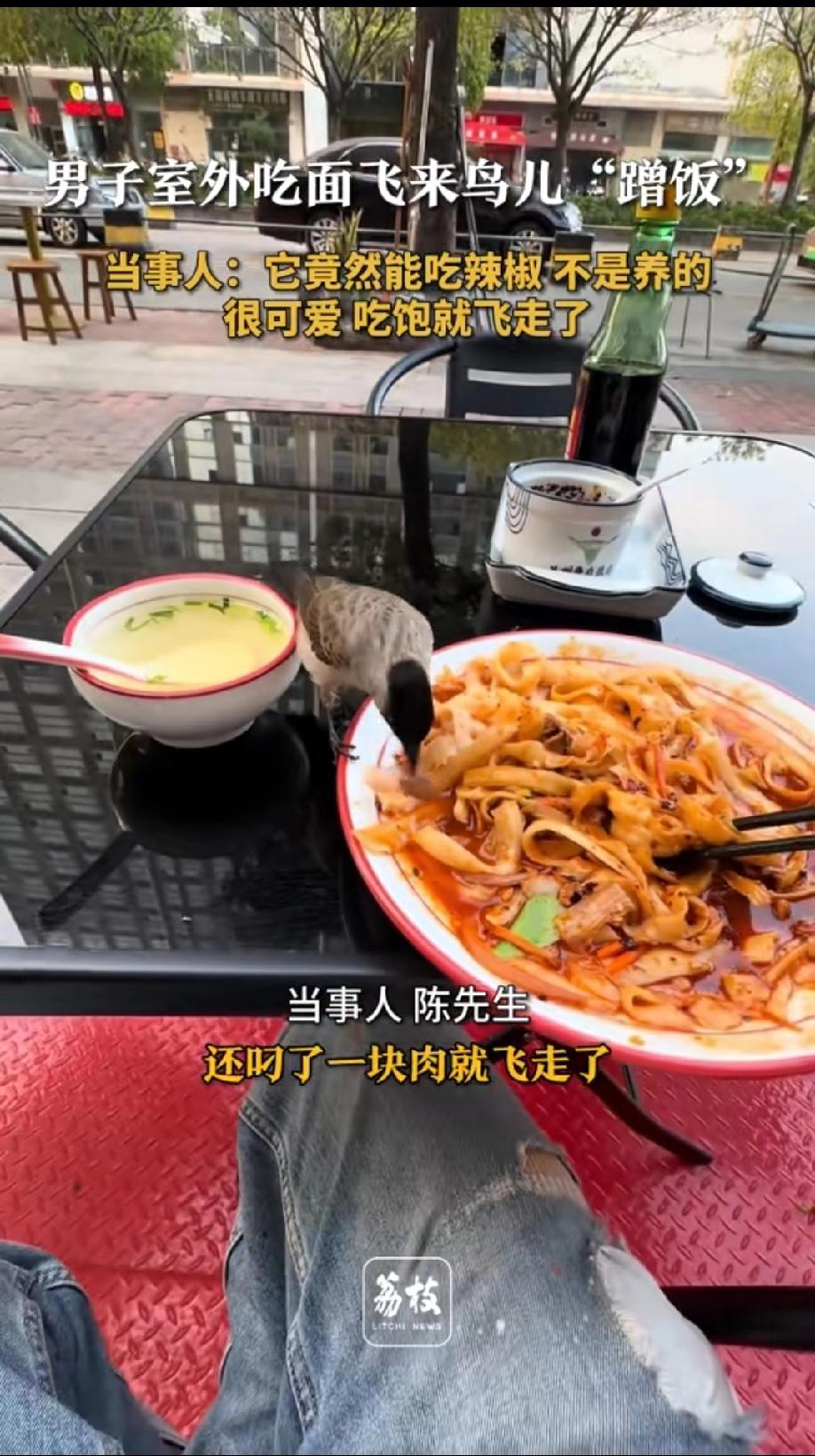 太有灵性了！广州一小鸟街头蹭饭，专挑肉和辣椒吃，网友：野生美食家！广州，一位