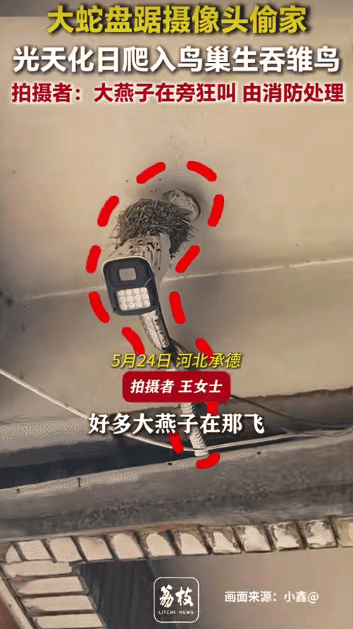 河北承德，女子看到大蛇钻到燕子窝吃小燕子。没想到，女子急得说:“我报警了，都吃