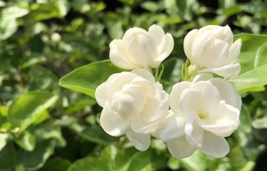 6种适合新手种植的漂亮花, 现在养一盆正当时, 一开就是大半年