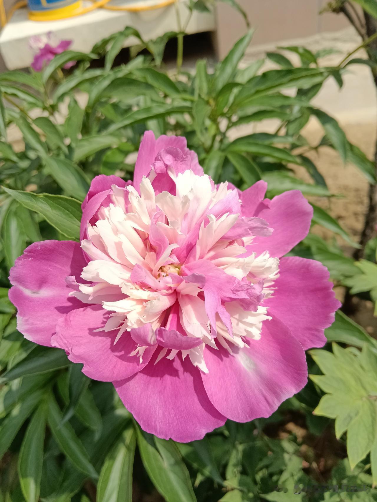 脾胃变好的几点表现：1、腰细了2、肚子不涨了3、不便秘了4、胃口