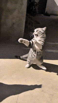 小猫随手逗小鸡，结果被大公鸡追着跑😂这段视频反复看了好几遍，画面又有趣又