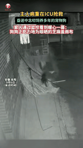 家人们，被这只狗狗暖哭了！安徽一女子病重在ICU抢救，昏迷中还惦