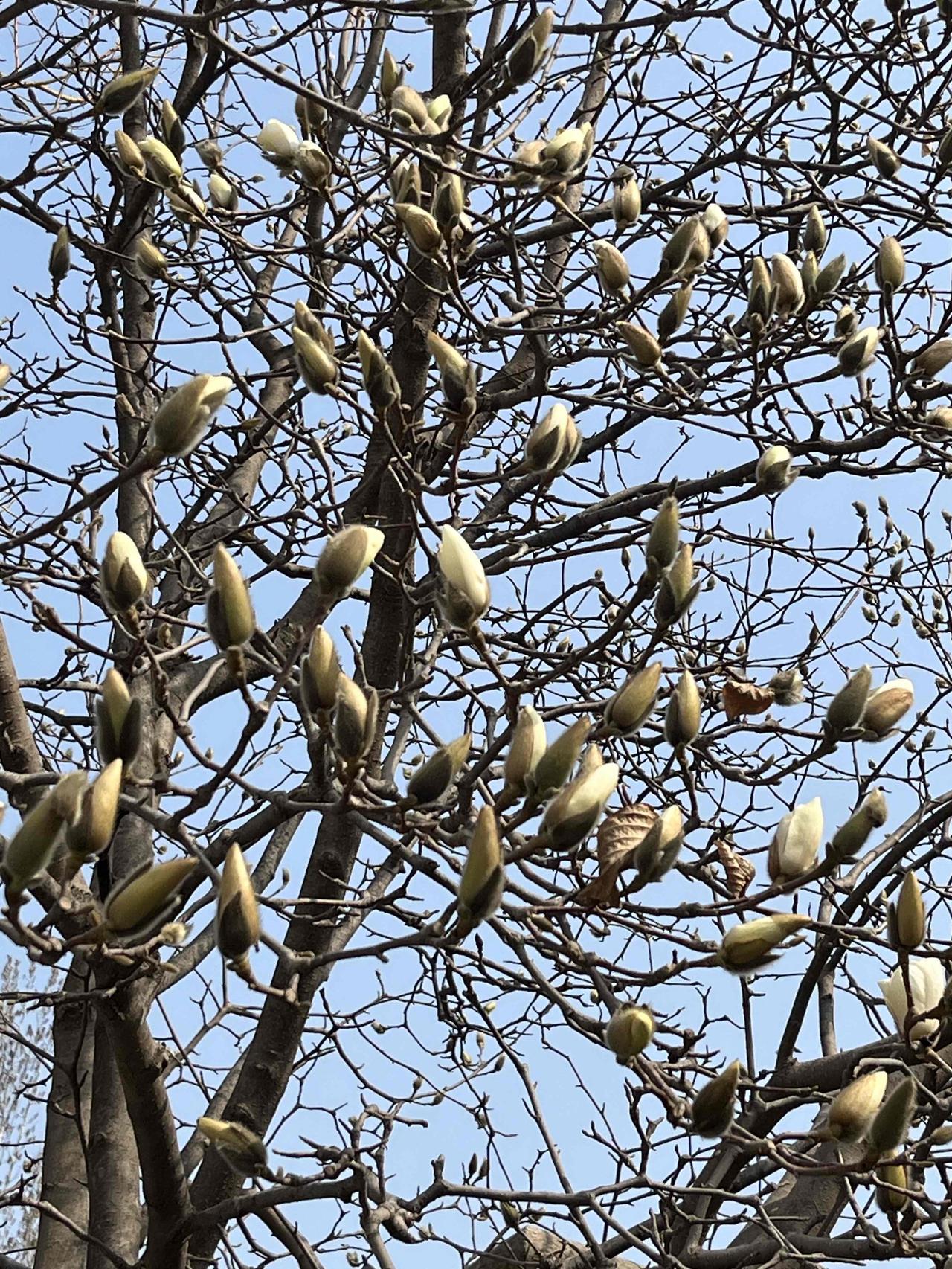 昨天（3月21日），北京二手房数据来了！感兴趣的收藏！昨天，北京二手房市场仍