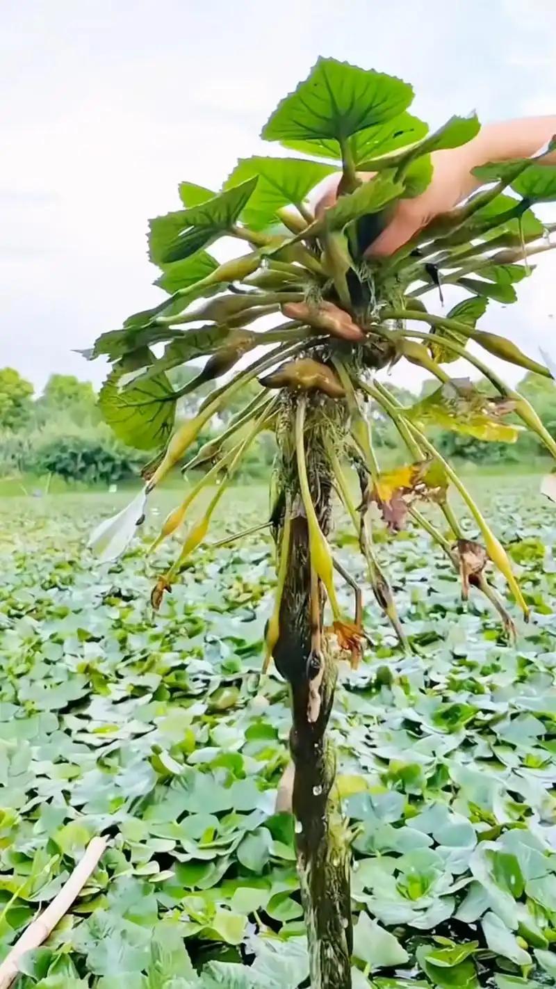 秋日美食✨浙江嘉兴南湖菱角打卡攻略！🔥南湖菱神仙吃法：✅生吃嫩菱｜秋日专属