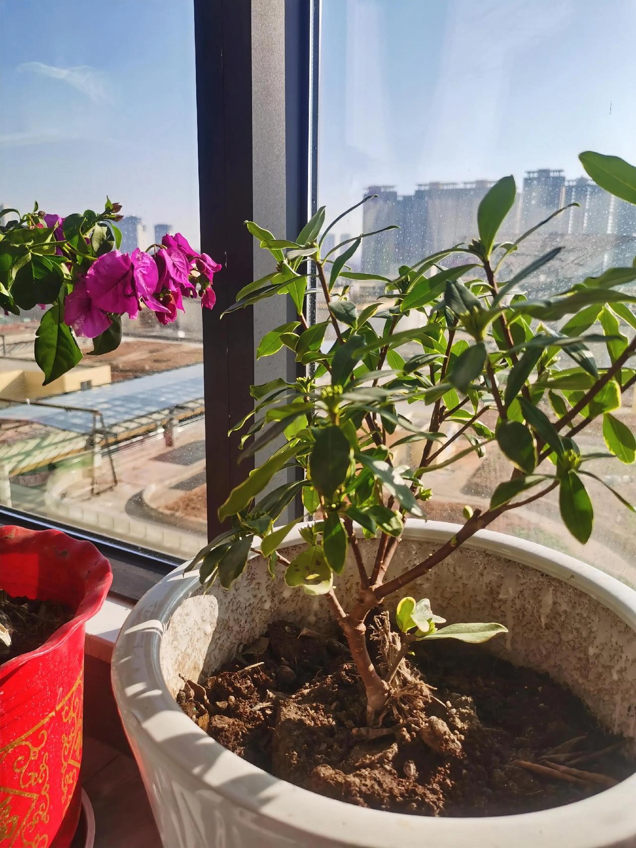 花开花落，犹如我们的人生，岁月欢喜一步步，成就人间朝与暮，都能被生活厚待，无论是