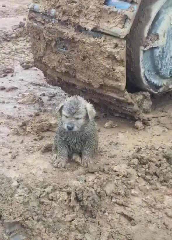 挖掘机师傅见它特别可爱还带回家洗了澡，发现竟是如此可爱的狗狗，于是就收养了！原来