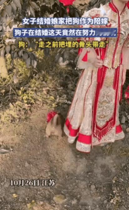 女子出嫁让养了多年的狗狗陪嫁，在等着新郎来接的时候，戴着大红花的狗狗在新娘身边拼