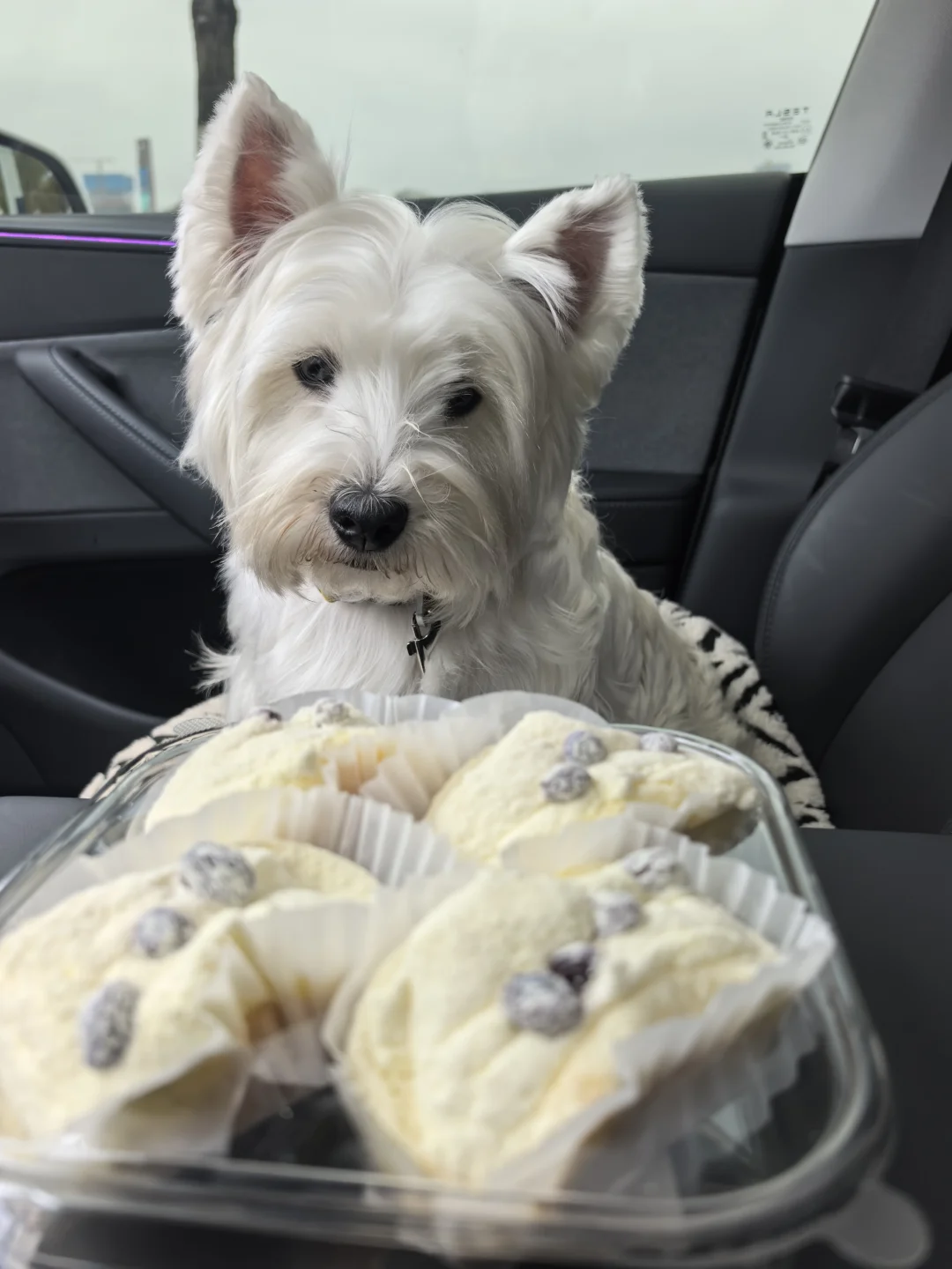 小狗真的很想吃