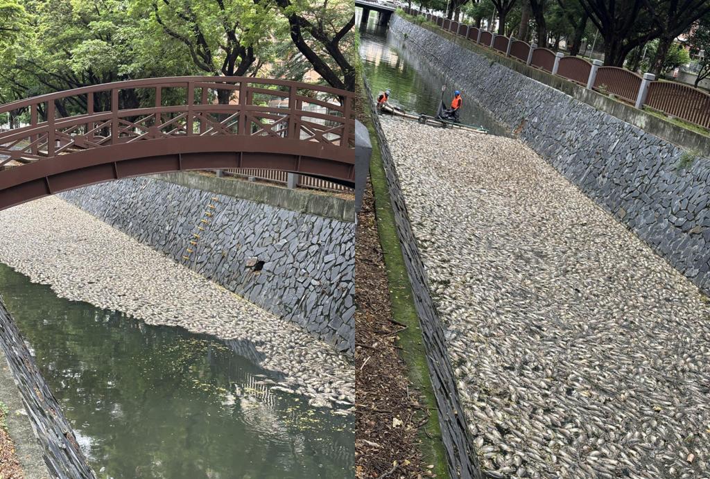 高雄现5吨死鱼社群怒轰：当年绿营怎么羞辱韩国瑜的？高雄市楠梓后劲溪、右昌大排