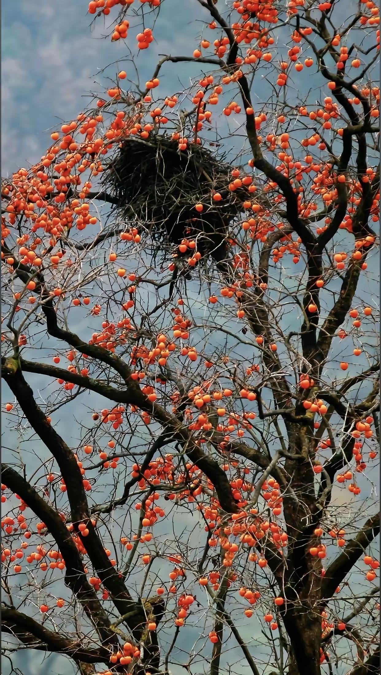 当年，村里一老校长，经常垫钱让穷孩子上学，后来被批斗，蜷缩在破窑洞，他帮过的人都