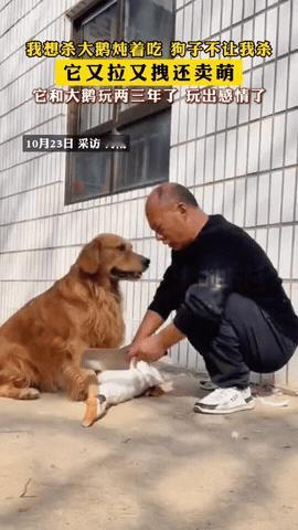 河南男子挥刀欲炖大鹅，金毛突然冲上来阻拦：原来动物的友谊比人还纯粹！谁能想到