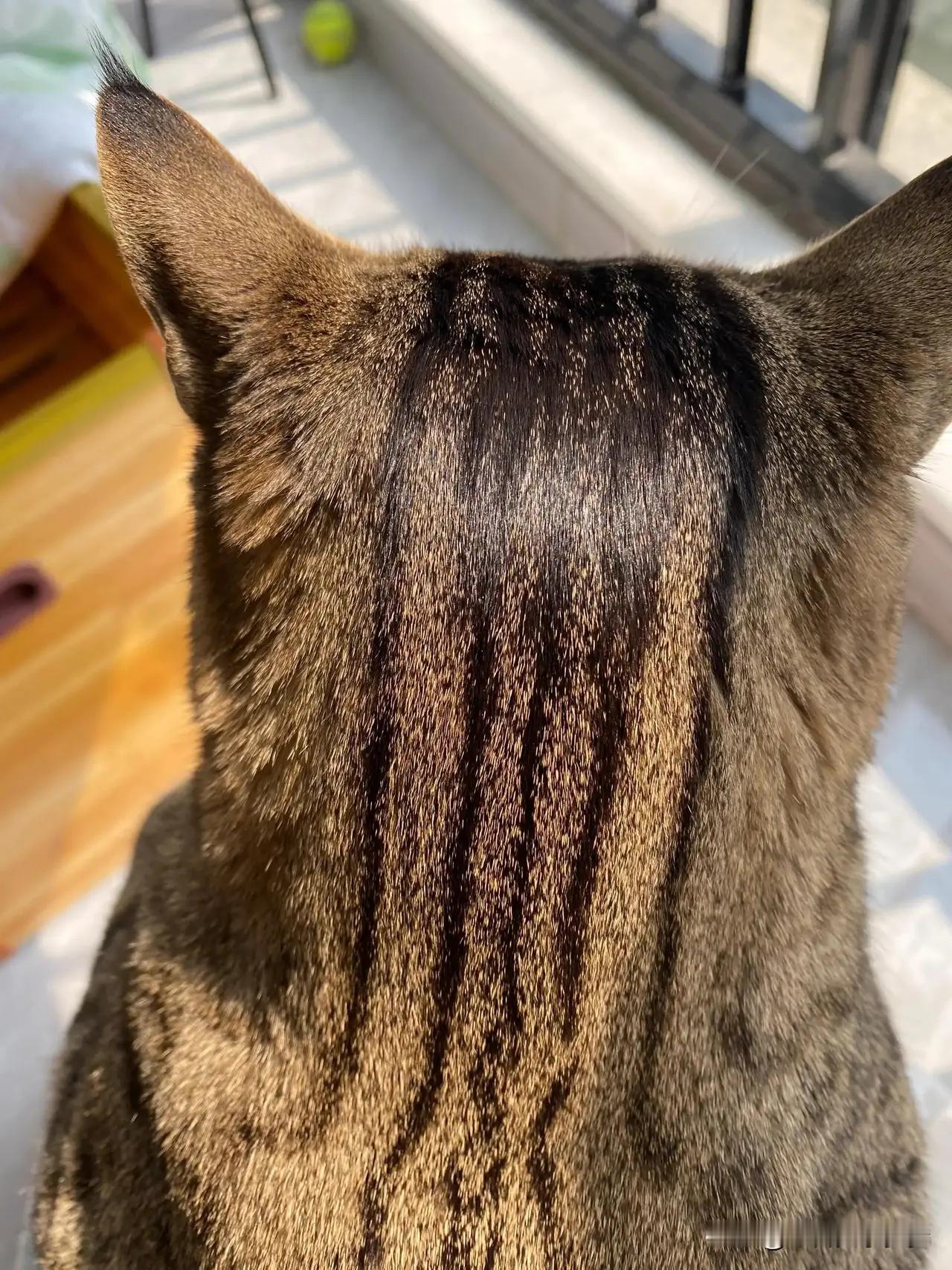 是不是只有狸花猫才会头油！