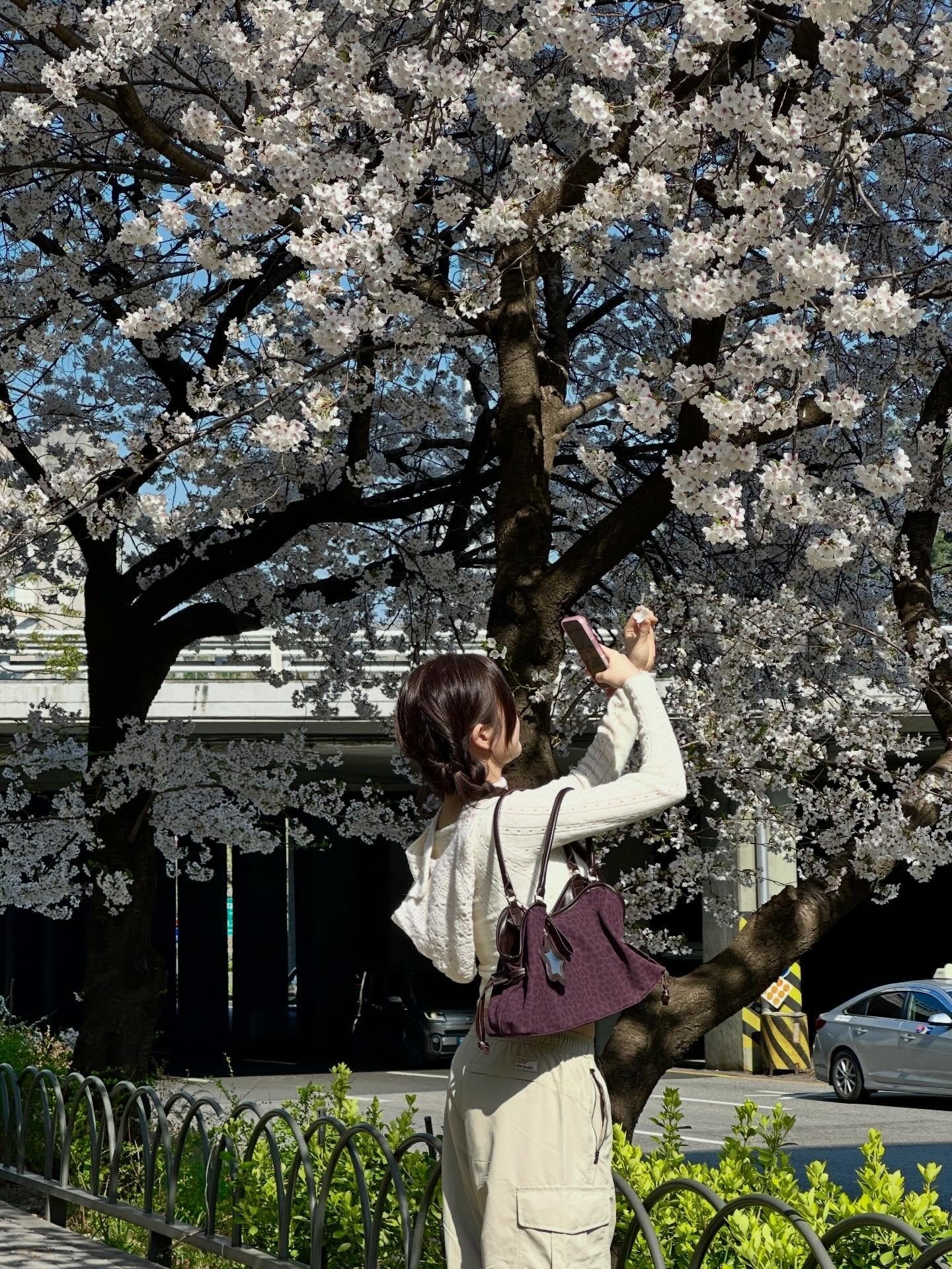 樱花随拍🌸李侑菲