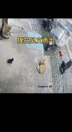 谁能想到平日里不起眼的小狸花猫，骨子里藏着满满的侠义心肠，打破了很多人对小动物只