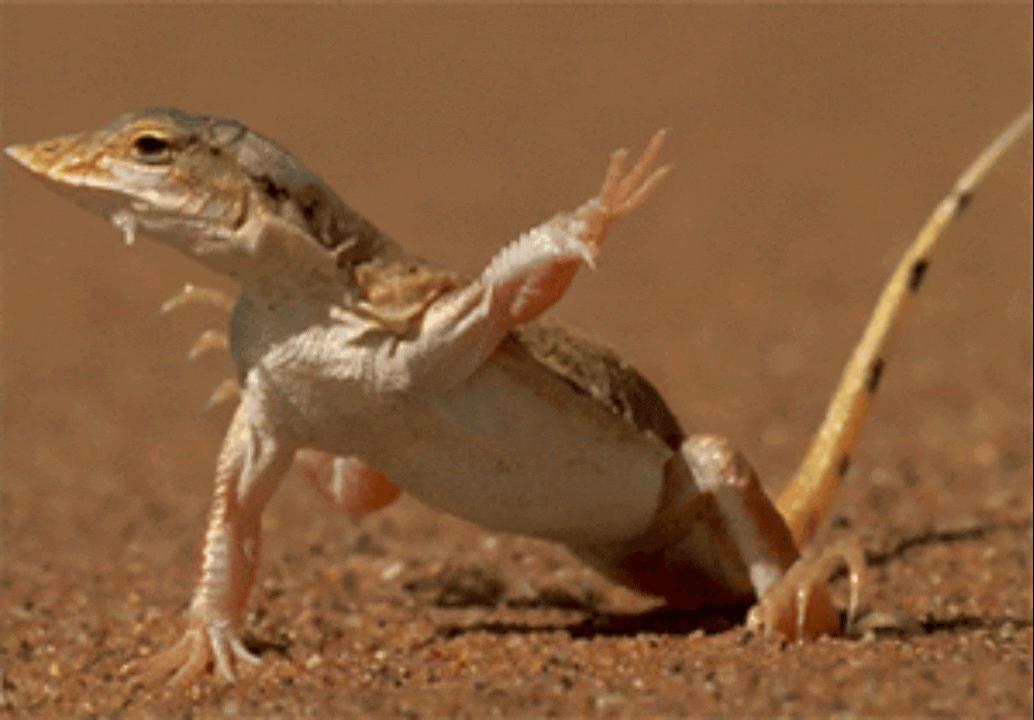 白鹿浑身透着鲜活灵动，奔跑吧路透总是元气满满、笑意盈盈，明媚又开朗。这才是优质偶