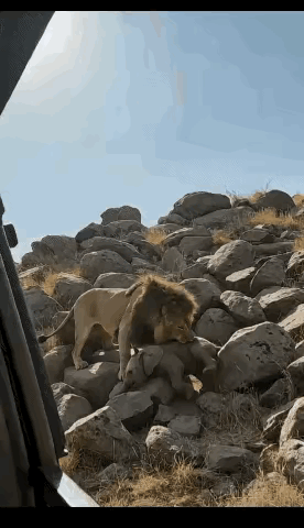 如果这是真的，狮子的战斗力也太弱了吧。