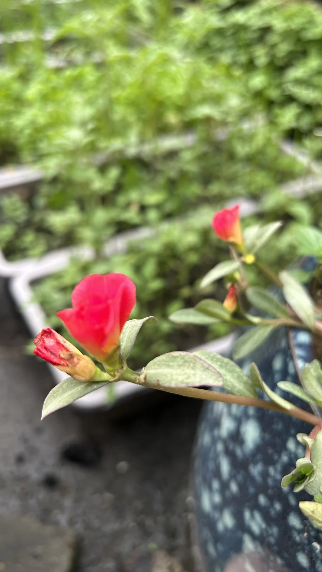 收获，种菜，养花，一半生活，一半生存