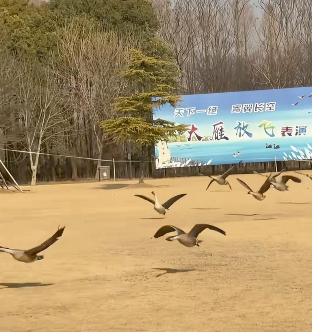 景区在大雁放飞表演时，故意放里一只大鹅！结果，大雁起飞时，鹅尴尬了！张开翅膀