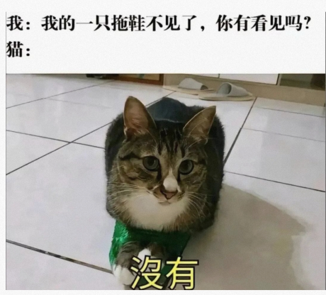 猫猫也会开玩笑了，哈哈