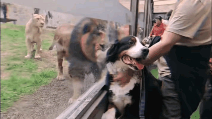 虽然隔着玻，信步走来的雄狮依然吓了狗狗一个激灵，那偌大的体型，强壮的体魄，冷傲的