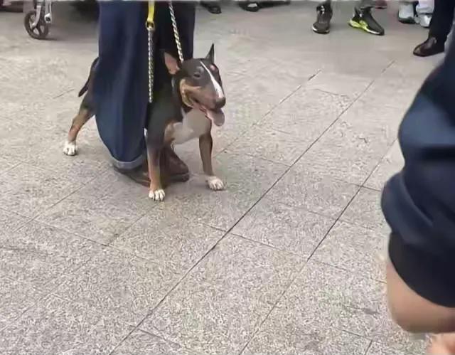 我个人不反对养狗，主要是平时养狗人士要注意这3个细节：第1.不养烈性犬，烈性