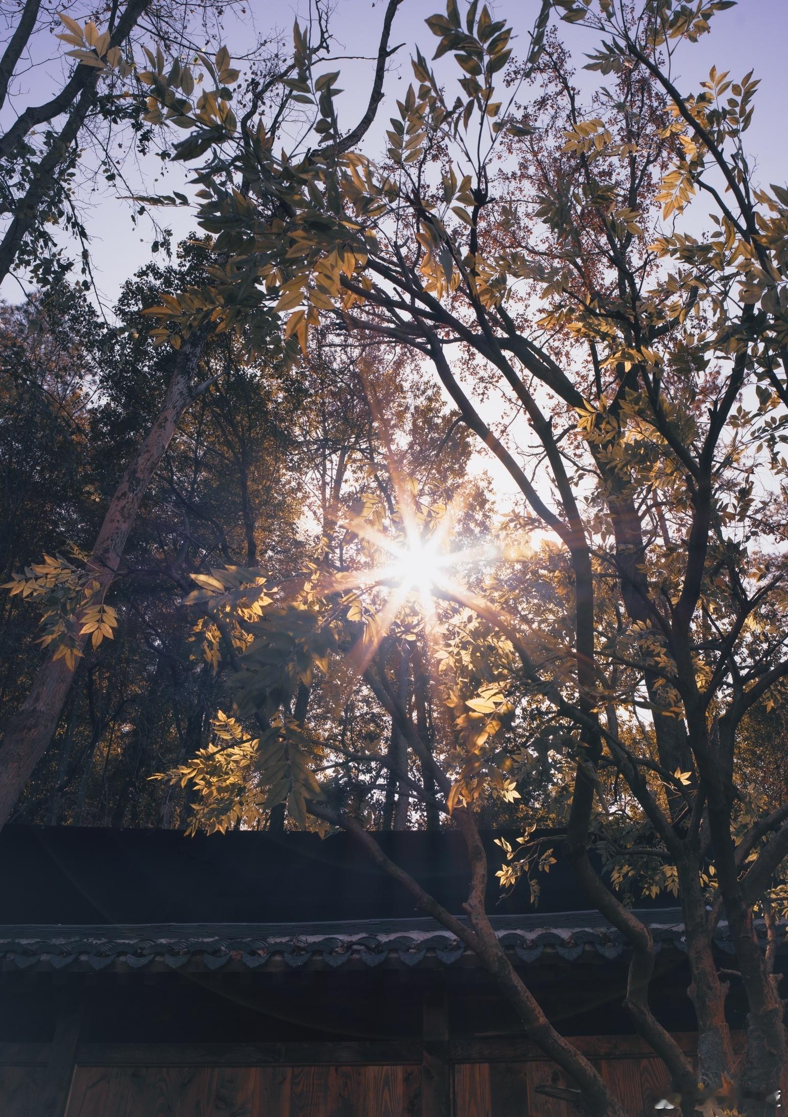 张凌赫今日营业照，热爱生活的摄影家哥哥