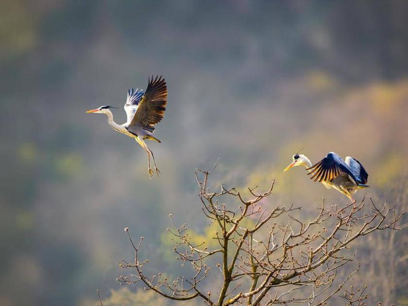 站桩提高生活质量我们现在的生活条件越来越好，但是我们的年龄越来越老，由