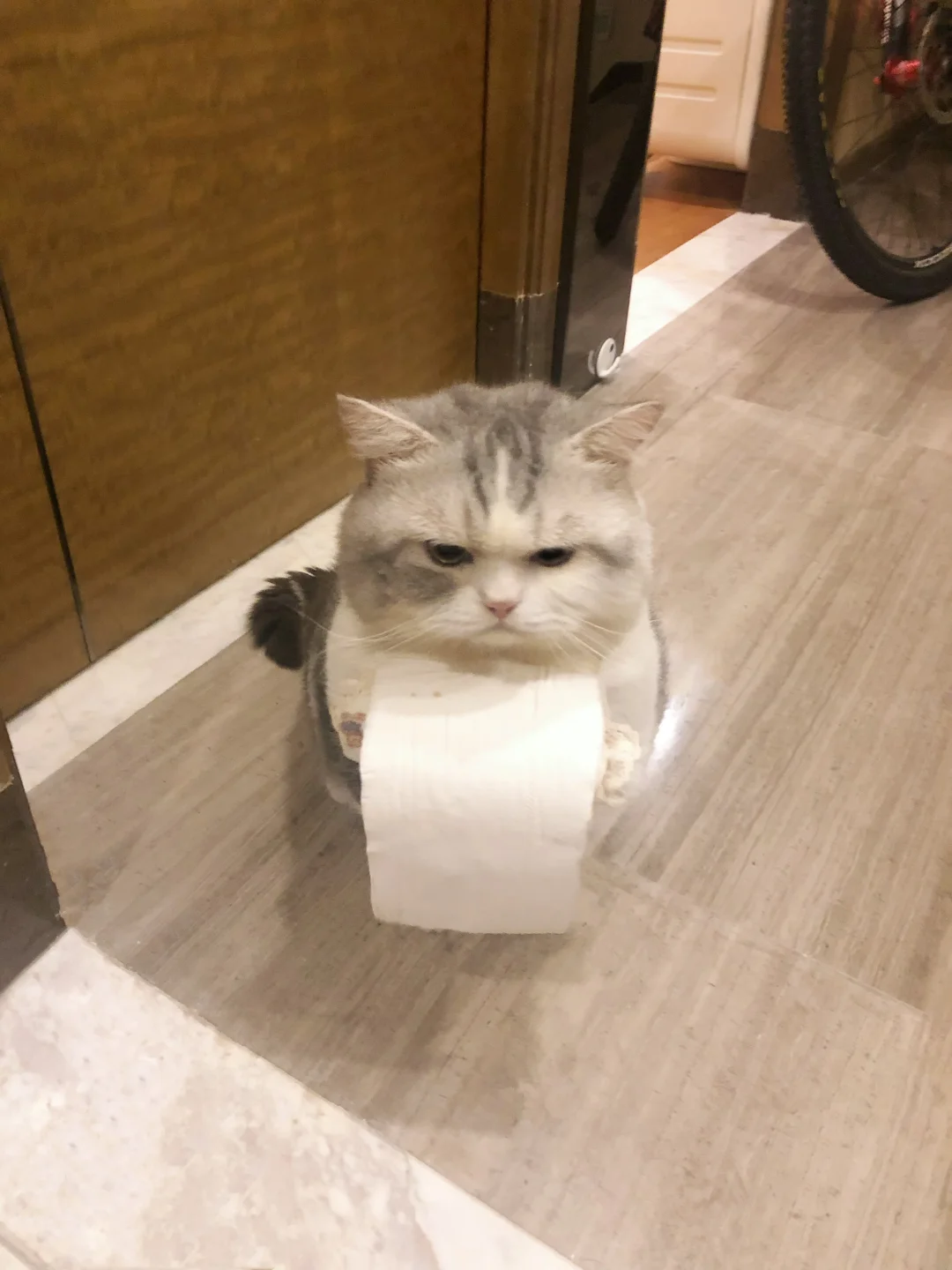 半夜小猫来送纸