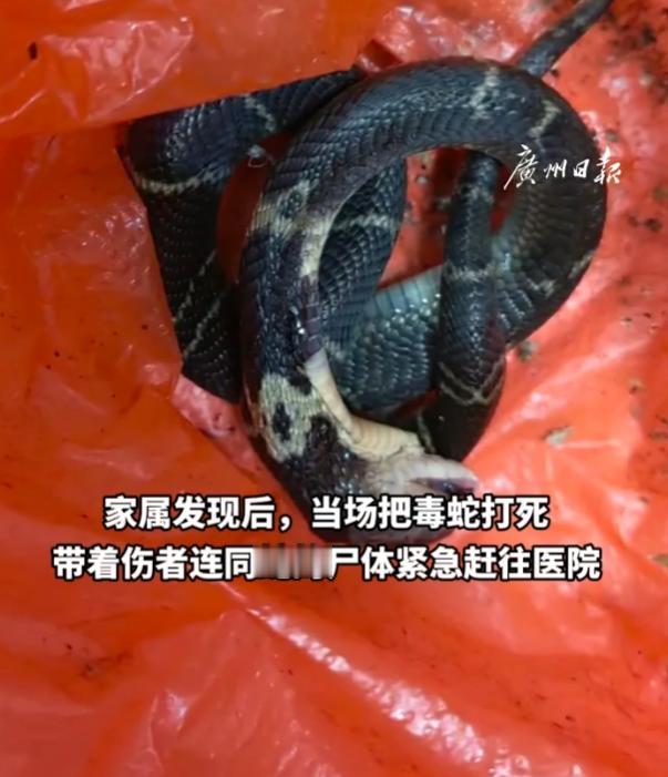 中山阿婆家门口撞见眼镜蛇，抬脚直接去踢，险些酿成大祸！广东中山一处居民自建房