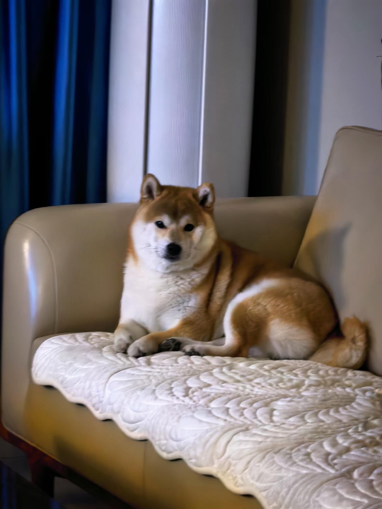 养狗三年了现在才明白如果你回到家狗狗对你行下犬式这是对你最深的忠诚对你