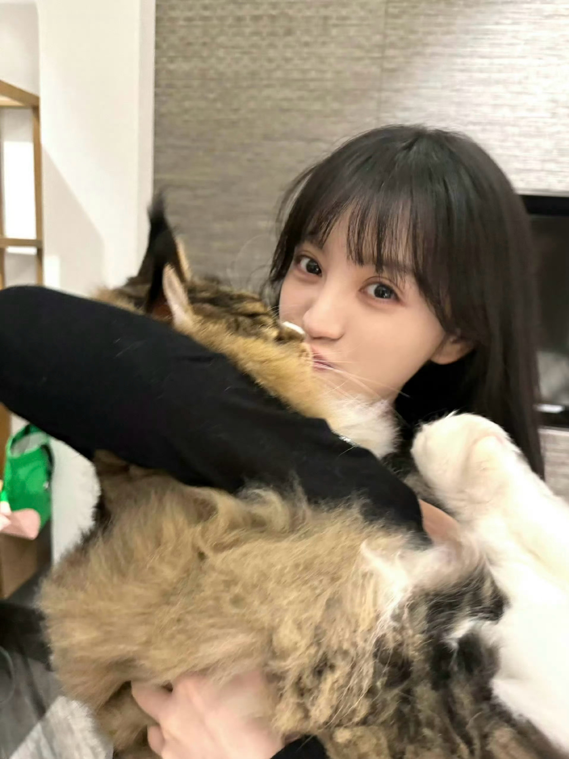 图中有两只咪很萌🐈☝️是久违的双猫合照…田曦薇的撸猫日常田曦薇双猫合照
