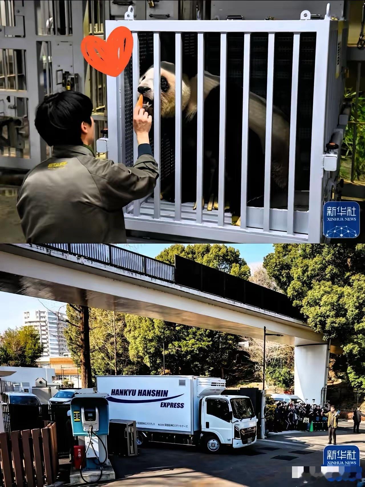 这俩小家伙算是把“双标”玩明白了！1月28号，晓晓和蕾蕾平安落地成都，那场面真的